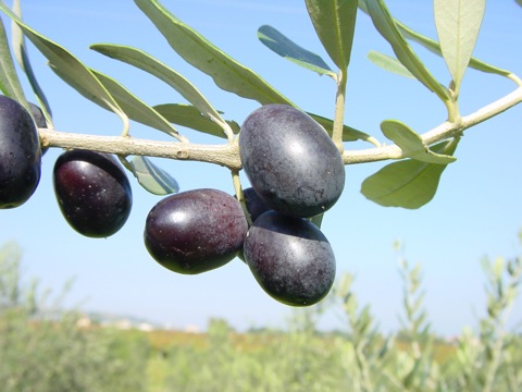 oliva leccino